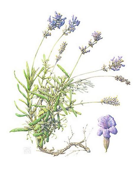 Lavender | Botanical illustration, Botanical drawings, Botanical artwork