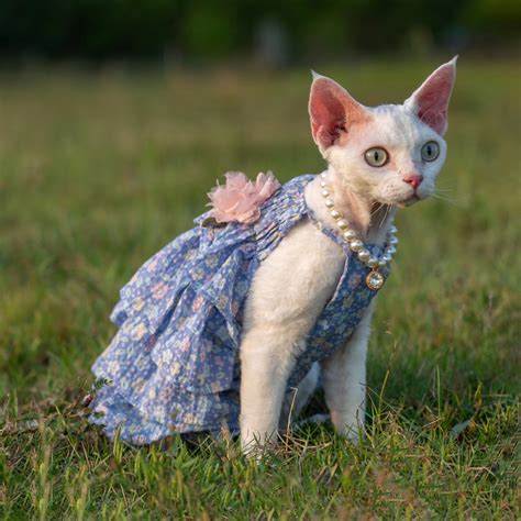 Sphynx Cat Dress Hairless Cat Clothes Summer Romper Catsuit | Etsy