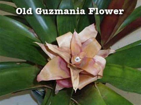 Bromeliad Care After Flowering: Removing Old Flowers