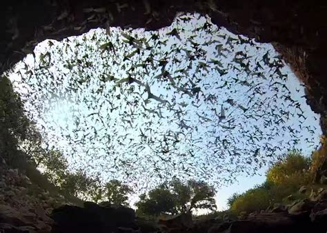 Watch an amazing bat exodus at Bracken Cave (VIDEO).