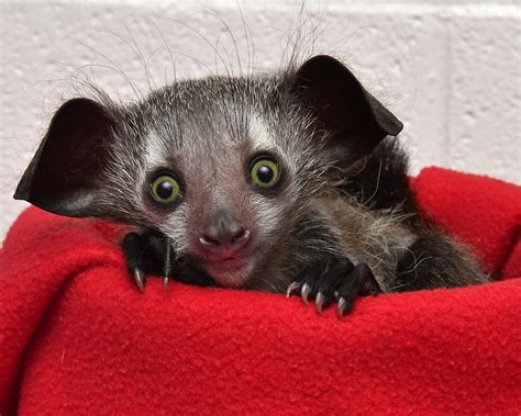 Aye-aye - Duke Lemur Center