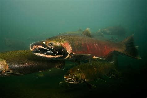 ENSO_salmon-male-coho-spawning_NOAAFisheries.jpg | NOAA Climate.gov