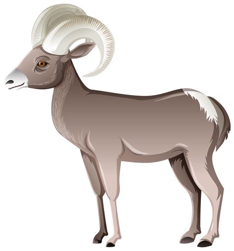 Desert Bighorn Sheep isolated on white background 1402177 Vector Art at ...