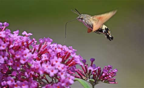 Hummingbird Hawkmoth, Motcombe | Dorset Butterflies