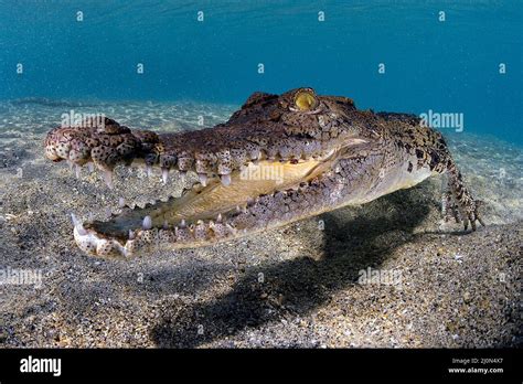 Saltwater crocodile (Crocodylus porosus), largest of all living ...