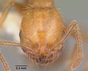 Solenopsis geminata - AntWiki