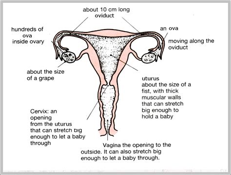 reproductive systems | Anatomy System - Human Body Anatomy diagram and ...