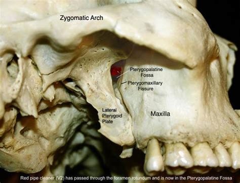 Clinical Anatomy & Operative Surgery