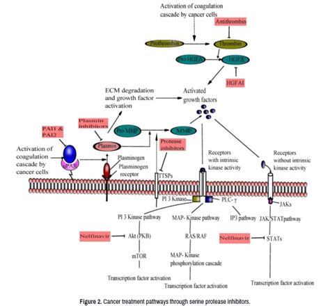 molecular-biology-amino-acid-presents