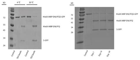 TEV Protease-Labelled Magnetic Nanoparticles - Kerafast