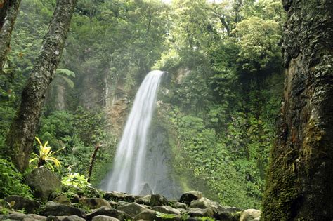 Indonesian Rainforest - Climates of Earth