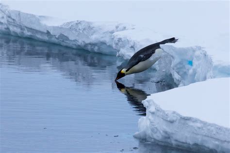 Emperor Penguin Habitat Pictures