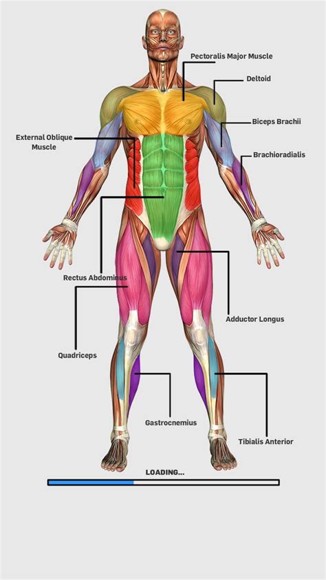 Pin on Anatomy