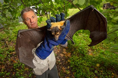 Going in to bat for Australia’s endangered flying-foxes – ECOS