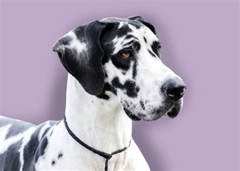 Introducing the Marvels of Marmaduke Dog Breed (Great Dane) : A ...