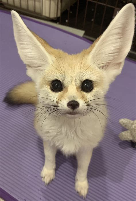 Daily Fennecs 🦊 on Twitter: