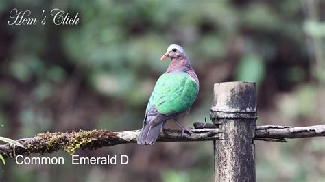 Common Emerald Dove - YouTube