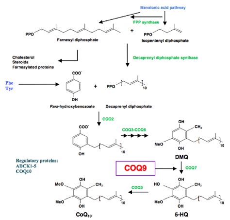 Coenzyme Q10 Deficiency Linked To Rare Mitochondrial Disease Found Mainly In Children