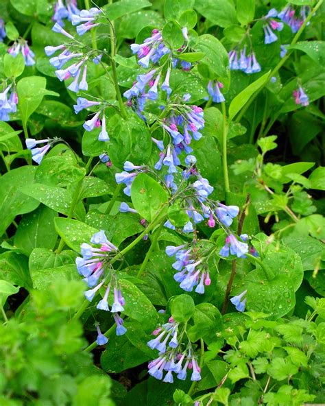 Virginia Bluebells | Rotary Botanical Gardens