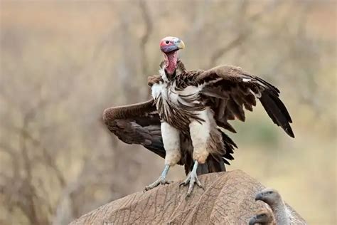 Lappet Faced Vulture - Facts, Size, Diet, Pictures - All Animal Facts