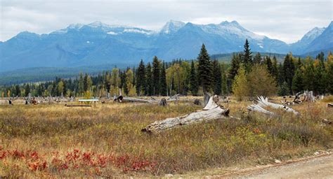 First Impressions of Glacier National Park at Bowman Lake – Quirky ...