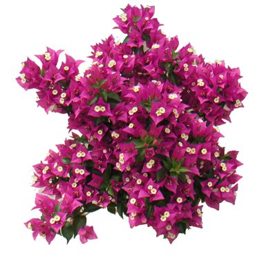 Bougainvillea - Vianen Kwekerijen | Bougainvillea, Çalılar, Bi̇tki̇