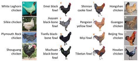 Frontiers | Genomic Regions Related to White/Black Tail Feather Color ...