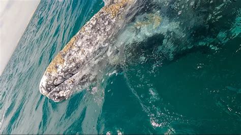 Baja Mexico's Best Tour: Guerrero Negro Whale Watching