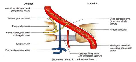 Carotid Canal And Foramen Lacerum