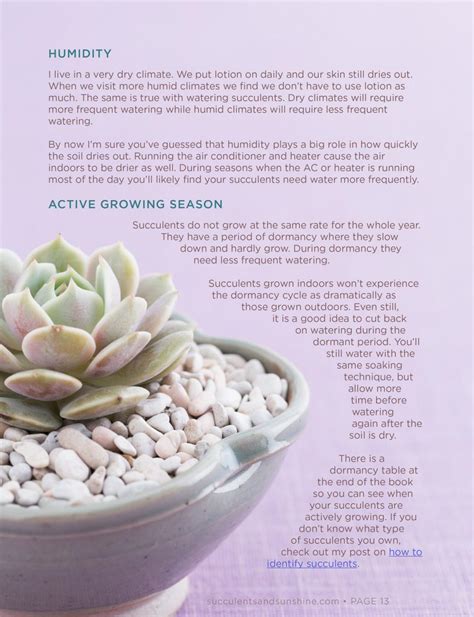 How to Water Succulents: An In-depth Guide Ebook | Succulents and Sunshine