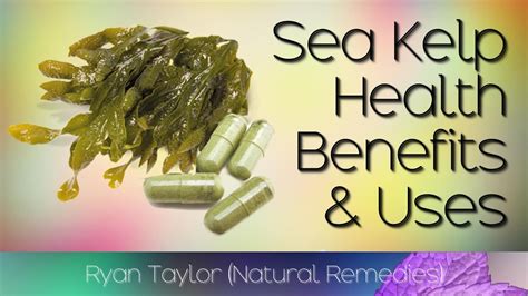 Sea Kelp: Benefits And Uses