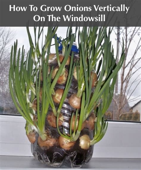 How To Grow Onions Vertically On The Windowsill - Homestead & Survival