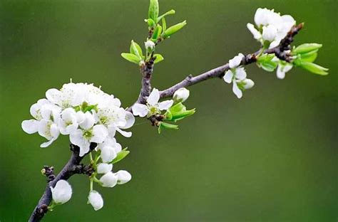 Prunus salicina - Alchetron, The Free Social Encyclopedia