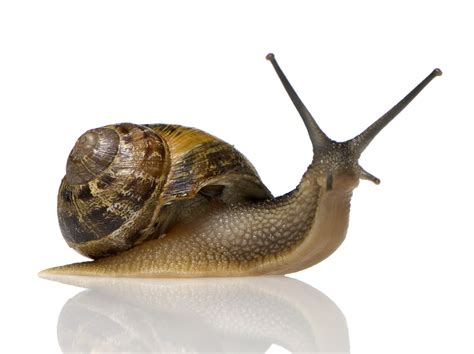 REVIVE SNAILS EXTRACT® INTERNATIONAL