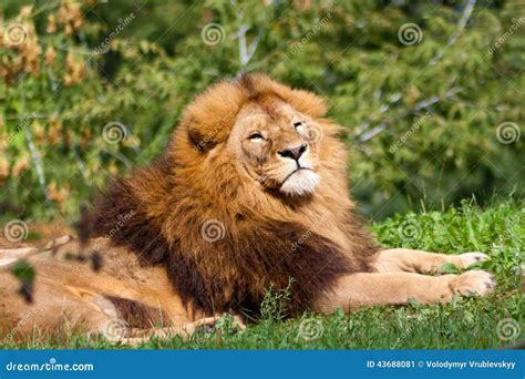 Proud Lion stock image. Image of green, prowess, summer - 43688081