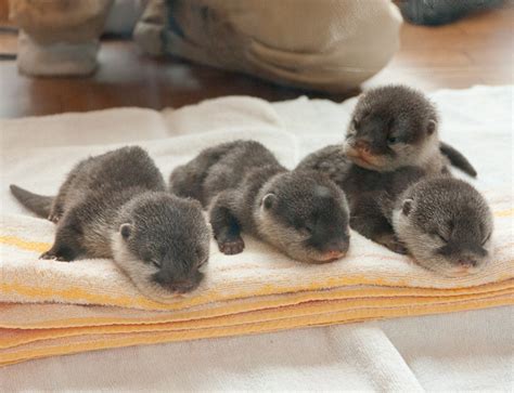 More Baby Otters! | Baby Animal Zoo