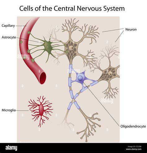 Cells of the Central Nervous System Stock Photo - Alamy