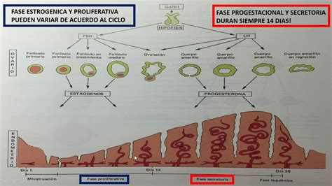 Ciclo Endometrial Fases