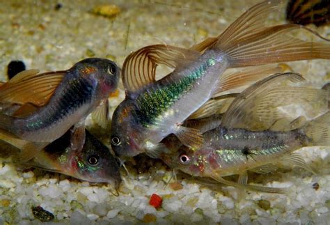 Corydoras aeneus (Gill, 1858) Bronze corydoras | Cá trê, Thức ăn cho cá, Thức ăn