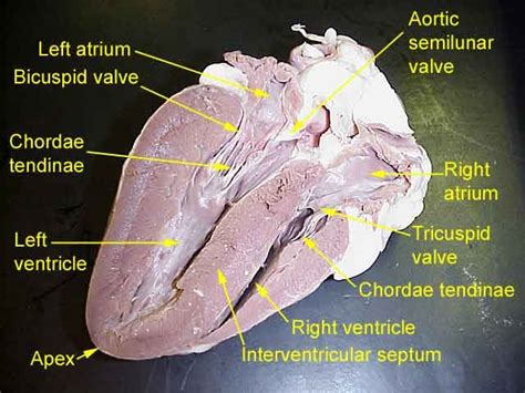 Cow Heart Dissection Worksheet | Sheep Heart Dissection | Heart anatomy, Human anatomy and ...