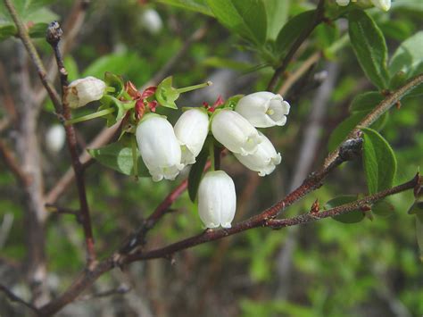 Vaccinium corymbosum (highbush blueberry): Go Botany