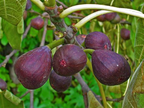 Nueva Génesis Terapias: El higo... ¿Es una flor o una fruta?