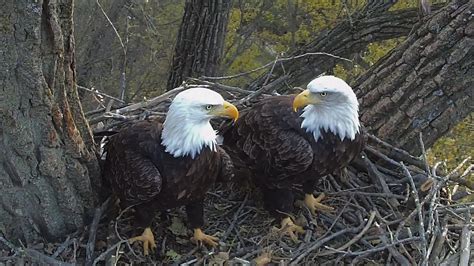 Decorah Eagles Get a New Nest | Iowa Public Radio