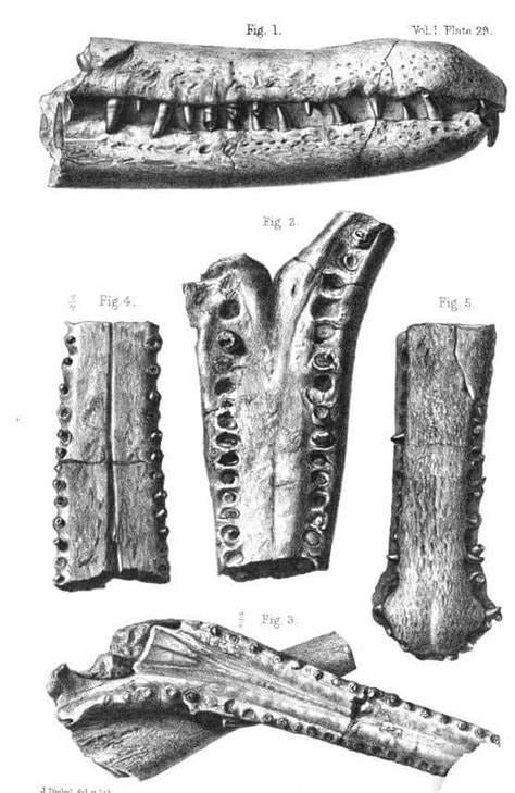 Rhamphosuchus Pictures - AZ Animals