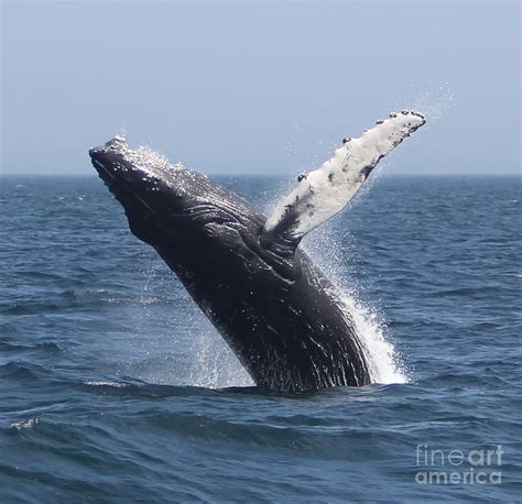 Humpback Whale Breaching Photograph by Kelly Carey