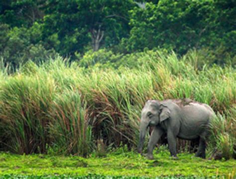 Wildlife in Kaziranga National Park, Assam India