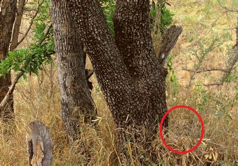 27 Animal Camouflage Pictures That'll Mess With Your Eyes