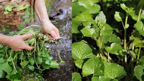 Japanese Wasabi, a Plant with Strong Spicy Notes: Everything You Should Know