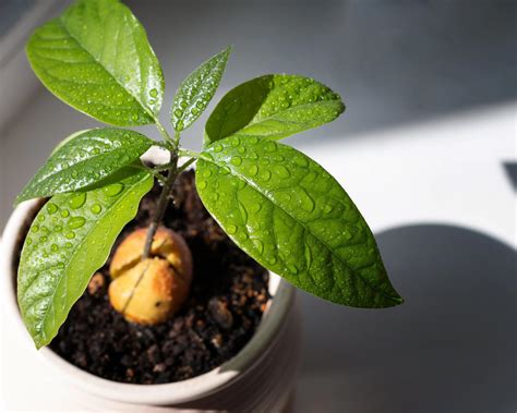 How to Grow an Avocado Seed – Easy Ways to Sprout Plants' Pits