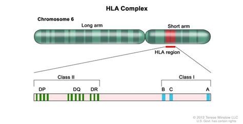 Rheumatoid arthritis: MedlinePlus Genetics